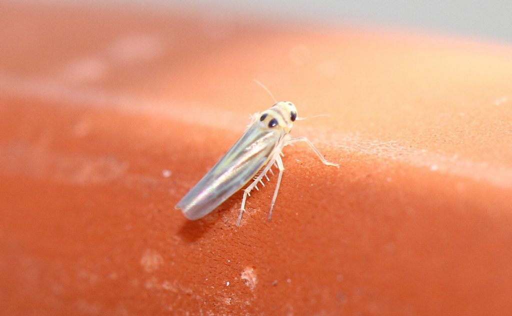 Cicadellidae: Hauptidia cf. provincialis  dal Lazio